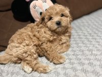 Maltipoo dişi