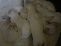 15 günlük yavru maltese
