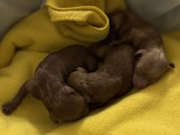 Yavru a kalite 2 dişi ve 1 erkek yavru poodle