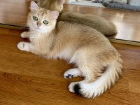 Şecereli British Shorthair Yetişkin Dişi