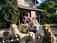 Golden Retriever Adrese Teslim Kapıda Ödeme Yapabilirsiniz
