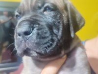 Safkan italyan fawn dişi cane corso