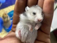 KAMPANYALI KAFES VE HAMSTER DOĞRU ADRES