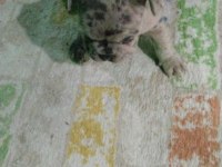 Sağlıklı yavrular hepsi birbirinden sevimli french bulldog