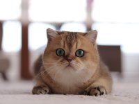Şecereli Safkan British Shorthair Ny1133 Dişi Yavru