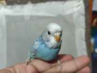 Ele Alışkın Yeme Düşmüş 1 Aylık Yavru Muhabbet