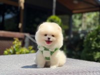 Kar Beyaz Renk Pomeranian Boo