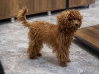 Kore poodle küçük ırk