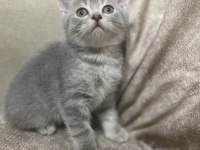 British Shorthair Silver