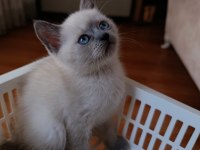 British Shorthair Yavrularımız