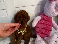 TOY POODLE YAVRULARIMIZ KİLO GARANTİLİ