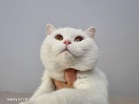 12 Aylık dişi british shorthair