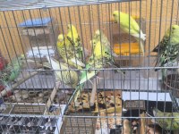 3 aylık yavru muhabbet kuşları