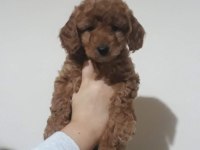 RED BROWN TOY POODLE YAVRULAR