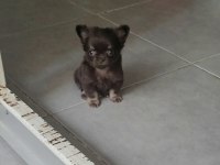 Teacup Chihuahua Yavrular