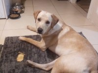 Labrador köpeğimiz