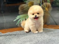 Sevimli Minik Pomeranian Dostlarımızı Görmek İster Misiniz?