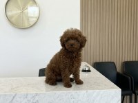 5 Aylık Dişi Teacup Poodle Üst Kalite Kore Pasaportlu