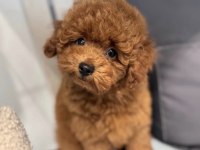 Toy boy poodle 0 beden bebekler