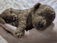 Toy Poodle Köpeğim