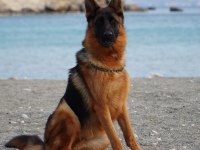 2 YAŞINDA EĞİTİMLİ A ŞECERELİ DİŞİ ALMAN KURDU