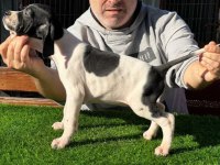 Scr li 10 numara pointer av köpekleri