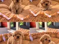 Toypoodle Yavrularımız 
