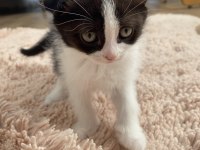 Scottish fold yavrular