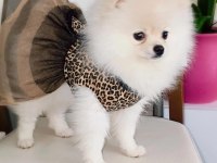 Karbeyaz dişi çok oyuncu ve sağlıklı pomeranian