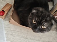 Scottish fold 6 aylık