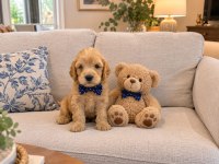 Maltipoo kalite yavrular ırk sağlık garantili