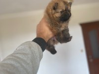 Pomeranian boo minyatür