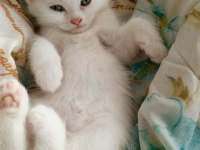 Baba ns1133 Anne scottish fold