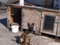 Kayseri Belçika Malinois Dişi
