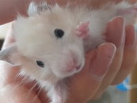 Saf teddy yavru hamster (açıklama)