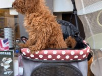 BEBEK ARABASI ÜCRETSİZ TOY POODLE