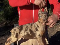 Türkiyede ilk ve tek özel renk doberman yavrular