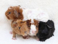 Guineapig Yavrular Aynı Gün Set Halinde Teslim Edilir