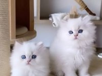 British scottish longhair yavrularımız teslime hazır