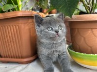 British shorthair küçük prenses