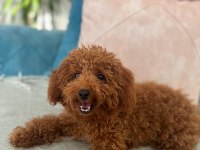 5 aylik erkek toy poodle. 5month old poodle