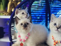 British Shorthair Point Bebekler