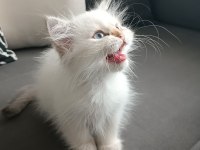 Mükemmel british longhair erkek