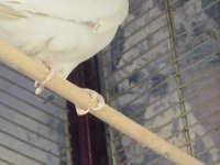 Üretime hazır sultan papağanı takım