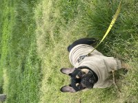1 Yaşında French Bulldog Kızımıza Yuva Arıyoruz