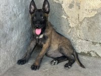 Belçika Malinois Köpeğimiz