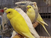 Bebek muhabbet kuşlar erkek ve dişi rengârenk