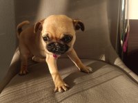 Yavru pug köpeği dişi 2 aylık