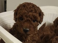 GERÇEK A KALİTE TOY POODLE YAVRULAR