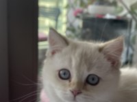 British longhair kedimiz için açıklamayı okuyunuz